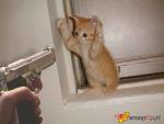 Chat-Killer Photo